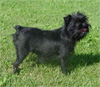 Click here for more detailed Affenpinscher breed information and available puppies, studs dogs, clubs and forums